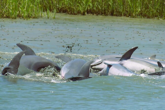 90-Minute Private Dolphin Tour in Hilton Head Island - Why this private dolphin cruise feels different