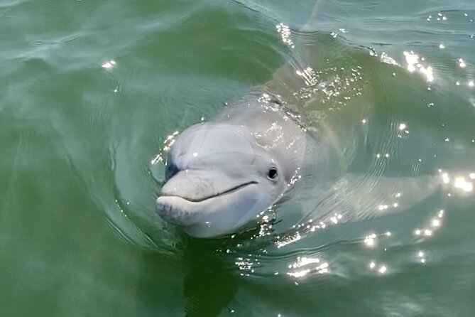 90-Minute Private Dolphin Tour in Hilton Head Island - The lighthouse photo stop and Daufuskie Island views