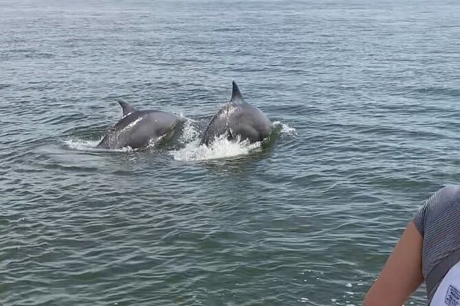 90-Minute Private Dolphin Tour in Hilton Head Island - The wildlife lessons are worth your attention
