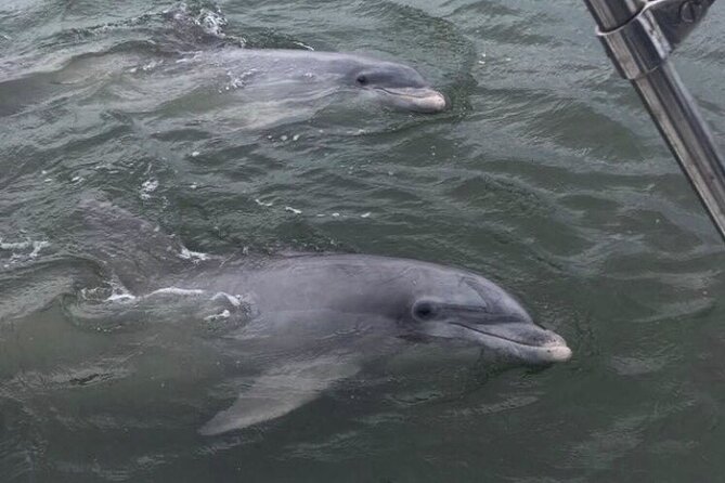90-Minute Private Dolphin Tour in Hilton Head Island - How much dolphin activity should you expect?