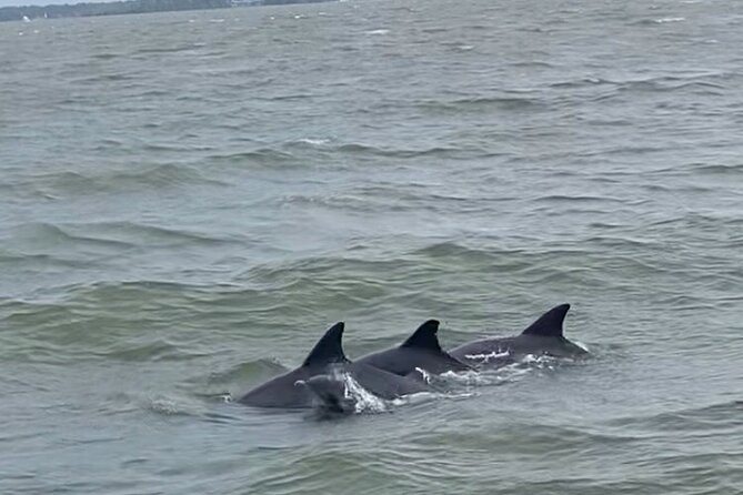 90-Minute Private Dolphin Tour in Hilton Head Island - Why the $279 price can be a good deal