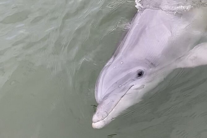 90-Minute Private Dolphin Tour in Hilton Head Island - Timing, weather, and practical planning