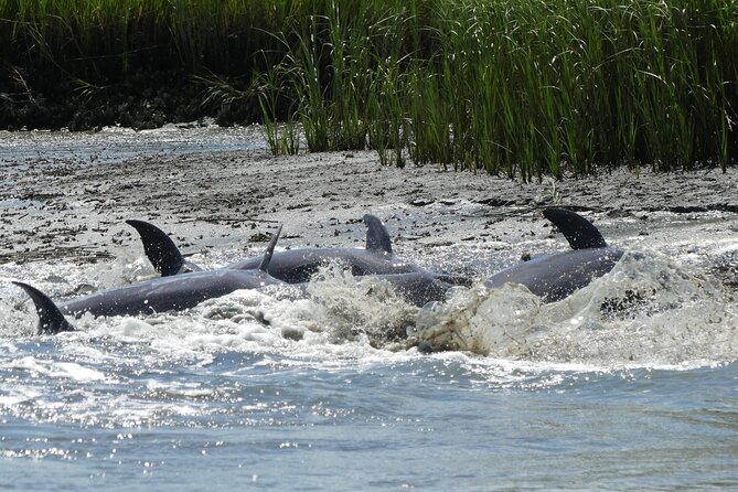 90-Minute Private Dolphin Tour in Hilton Head Island - Who will enjoy this Hilton Head outing most