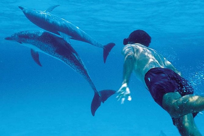 A Half Day Private Dolphins And Snorkeling Tour To Mnemba Island - Key points at a glance