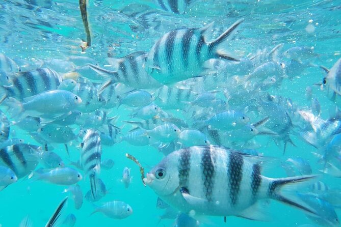 A Half Day Private Dolphins And Snorkeling Tour To Mnemba Island - Finishing at a clear-water sandbank