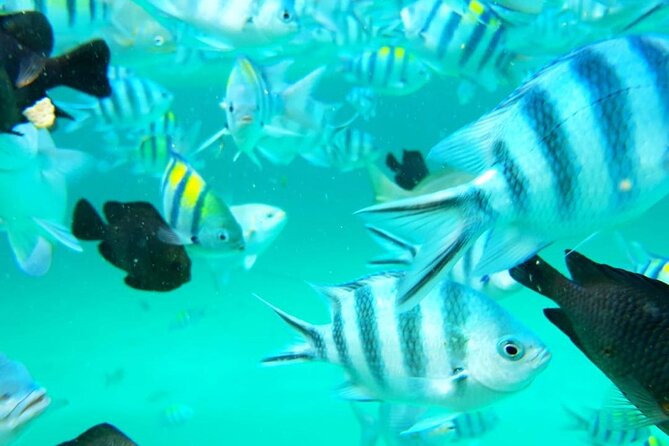 A Half Day Private Dolphins And Snorkeling Tour To Mnemba Island - What to bring and what to confirm