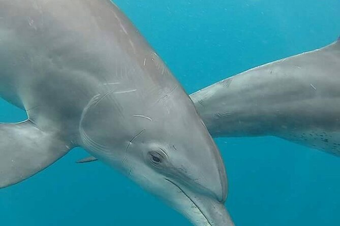 A Half Day Private Dolphins And Snorkeling Tour To Mnemba Island - Looking for bottlenose dolphins near Kizimkazi