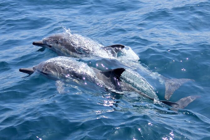 AAA Noosa National Park Tour and Dolphin Safari Whalesongsnoosa - Key points to know before you go