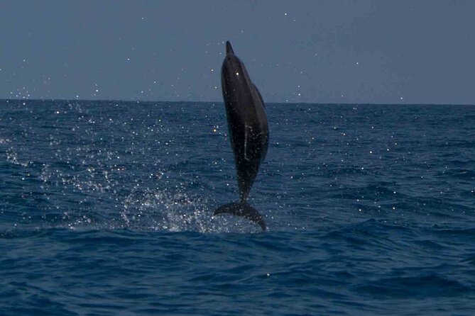 AAA Noosa National Park Tour and Dolphin Safari Whalesongsnoosa - Looking for turtles, fish, jellyfish, and whales