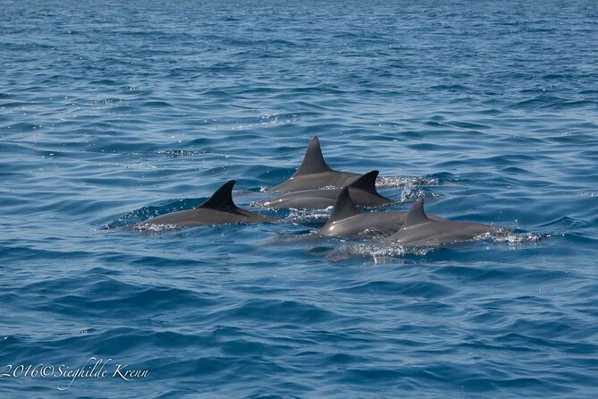 AAA Noosa National Park Tour and Dolphin Safari Whalesongsnoosa - Why the small boat makes a difference