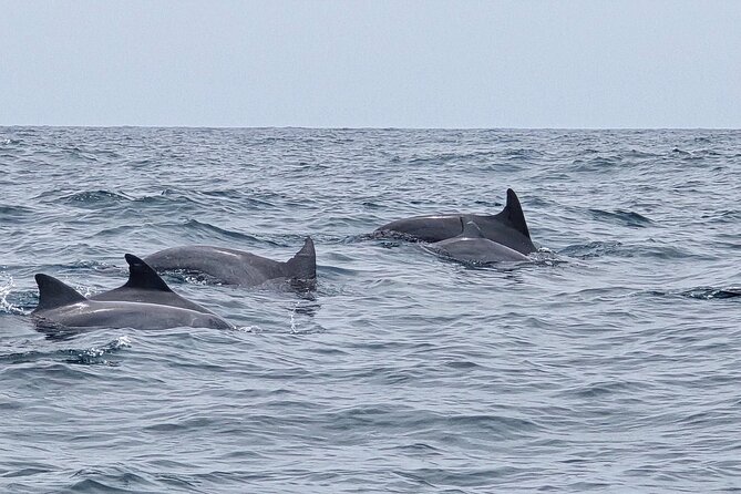 AAA Noosa National Park Tour and Dolphin Safari Whalesongsnoosa - Who will enjoy this trip most