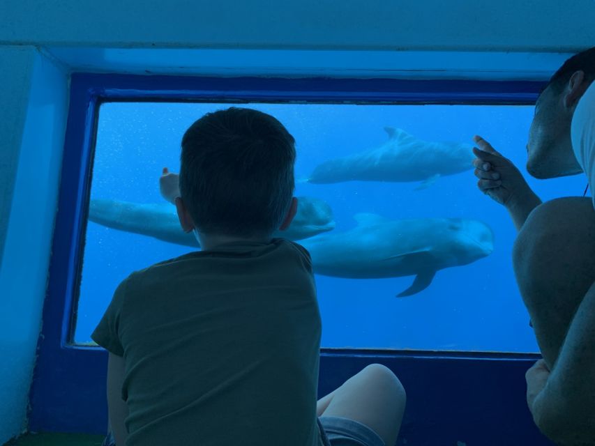 Adeje: Whale and Dolphin Watching Cruise with Lunch and Swim - Key points at a glance