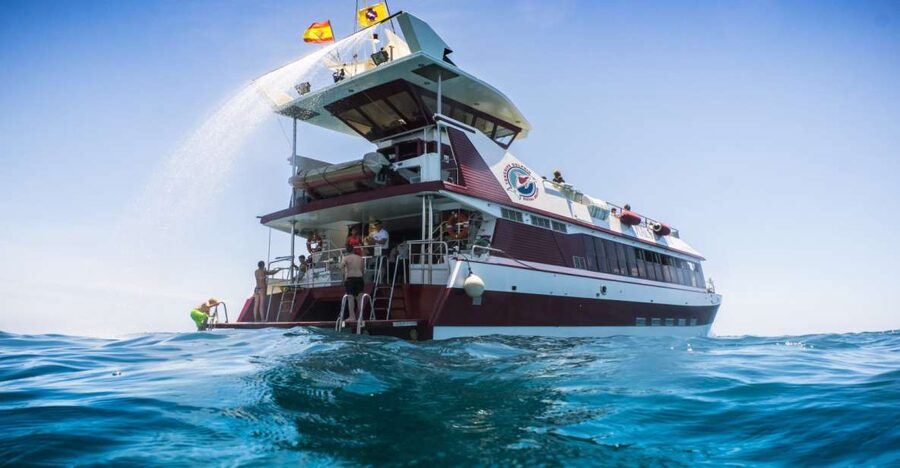 Adeje: Whale and Dolphin Watching Cruise with Lunch and Swim - The special trick below the waterline