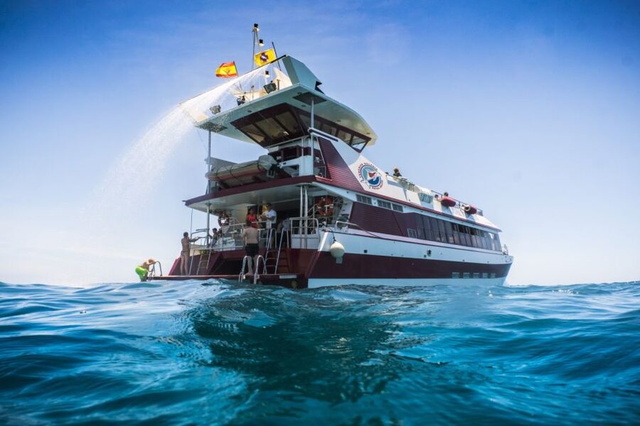 Adeje: Whale and Dolphin Watching Cruise with Lunch and Swim - Watching whales in the Teno-Rasca sanctuary