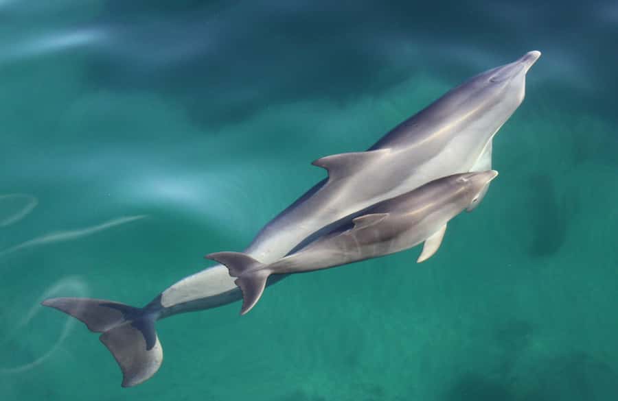 Adelaide: 4-Hour Guaranteed Wild Dolphin Watching Cruise - Key things to know before you book