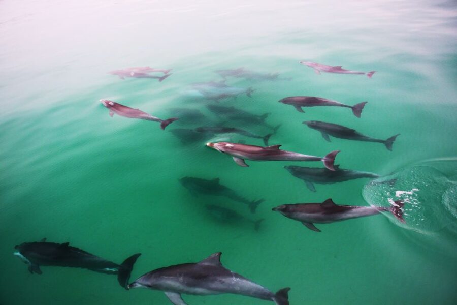 Adelaide: 4-Hour Guaranteed Wild Dolphin Watching Cruise - Weather, comfort, and what to pack