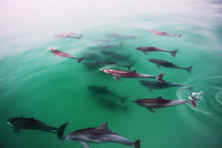 Adelaide: 4-Hour Guaranteed Wild Dolphin Watching Cruise - Why this dolphin cruise is worth your time