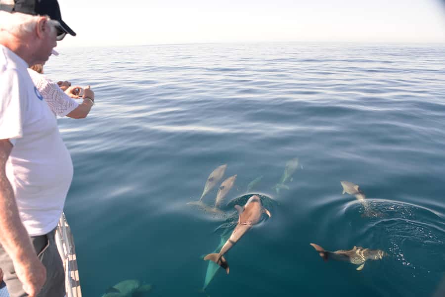 Adelaide: 4-Hour Guaranteed Wild Dolphin Watching Cruise - Boarding the 58-foot catamaran