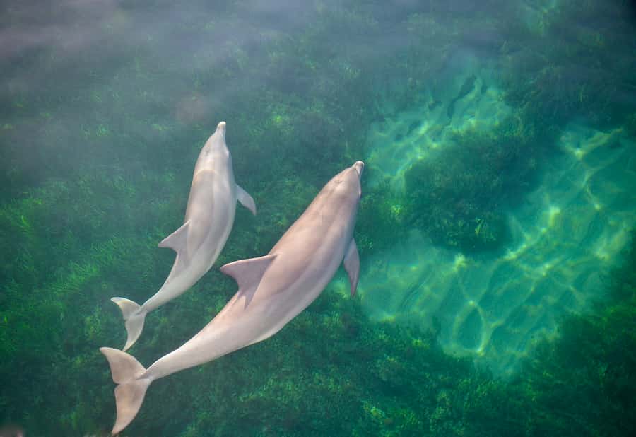 Adelaide: 4-Hour Guaranteed Wild Dolphin Watching Cruise - Searching the gulf for the first pod