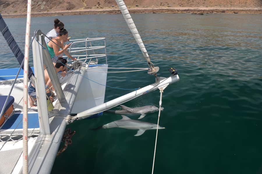 Adelaide: 4-Hour Guaranteed Wild Dolphin Watching Cruise - What the crew adds to the outing