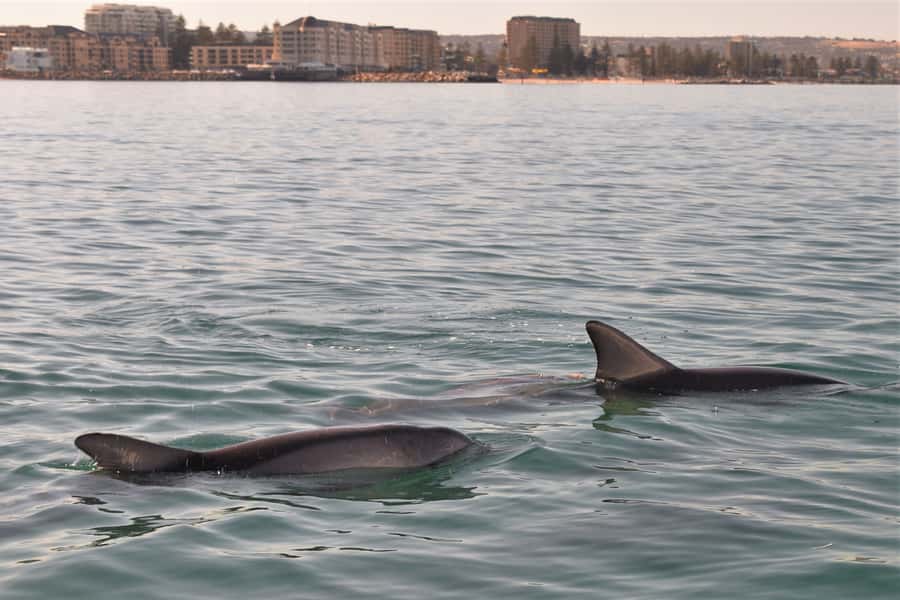 Adelaide: 4-Hour Guaranteed Wild Dolphin Watching Cruise - The coast from the water