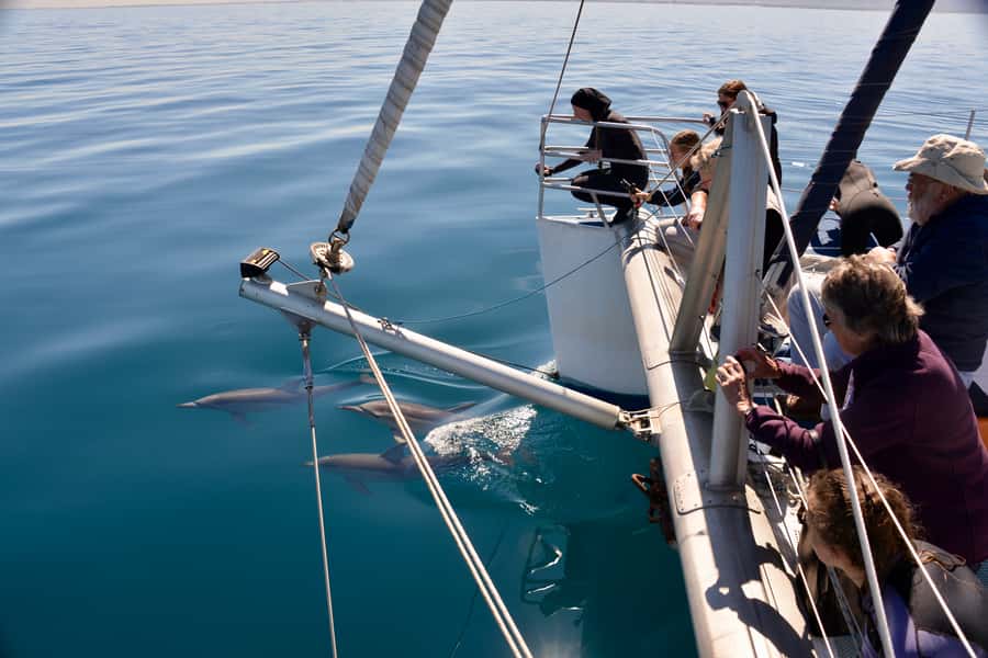 Adelaide: 4-Hour Guaranteed Wild Dolphin Watching Cruise - Meeting Temptation Sailing at Glenelg