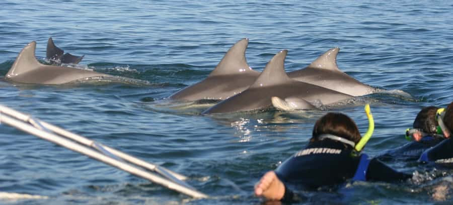 Adelaide: 4-Hour Swimming with Dolphins Experience - Key points to know before booking