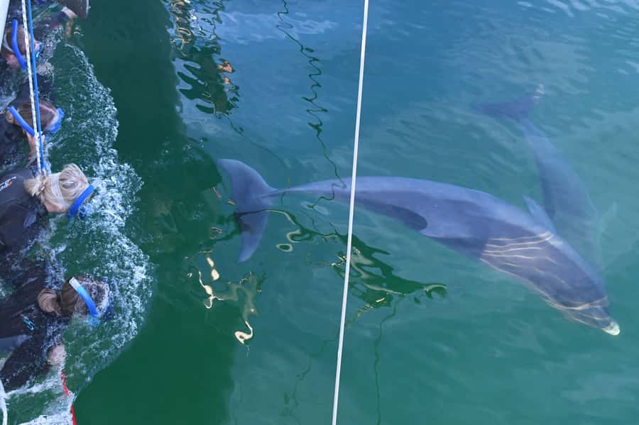 Adelaide: 4-Hour Swimming with Dolphins Experience - The front net is the best place to watch