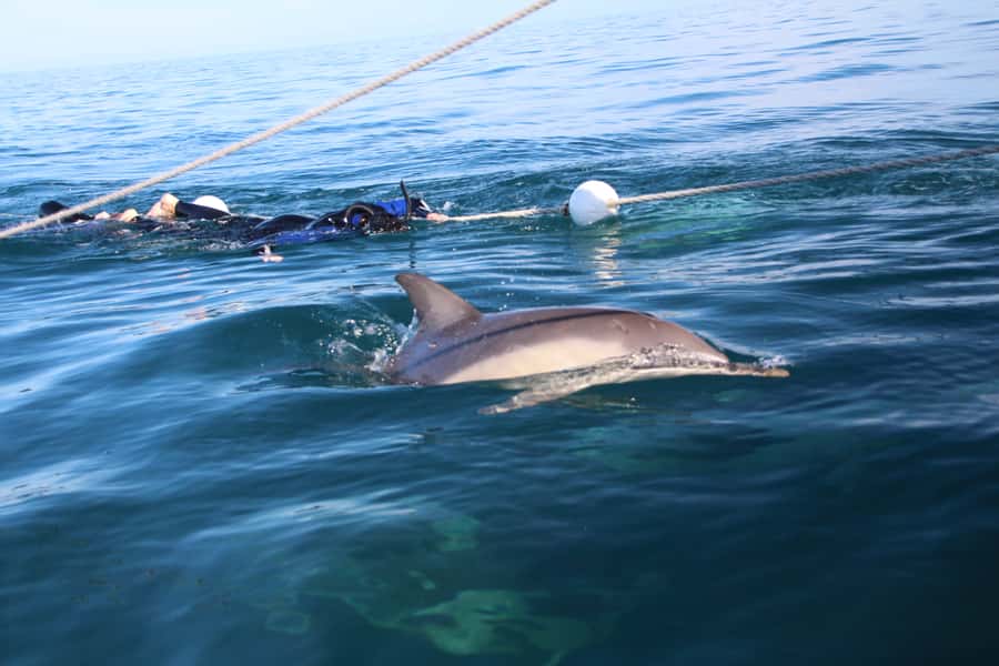 Adelaide: 4-Hour Swimming with Dolphins Experience - What the first swim feels like
