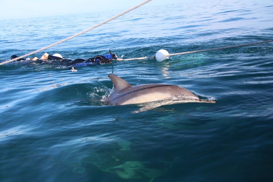 Adelaide: 4-Hour Swimming with Dolphins Experience - Why the marine biologist crew matters