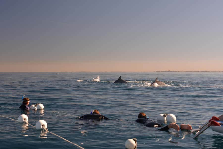 Adelaide: 4-Hour Swimming with Dolphins Experience - The price and what you actually receive