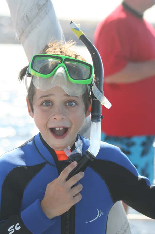 Adelaide: 4-Hour Swimming with Dolphins Experience - Should you book the Temptation dolphin swim?