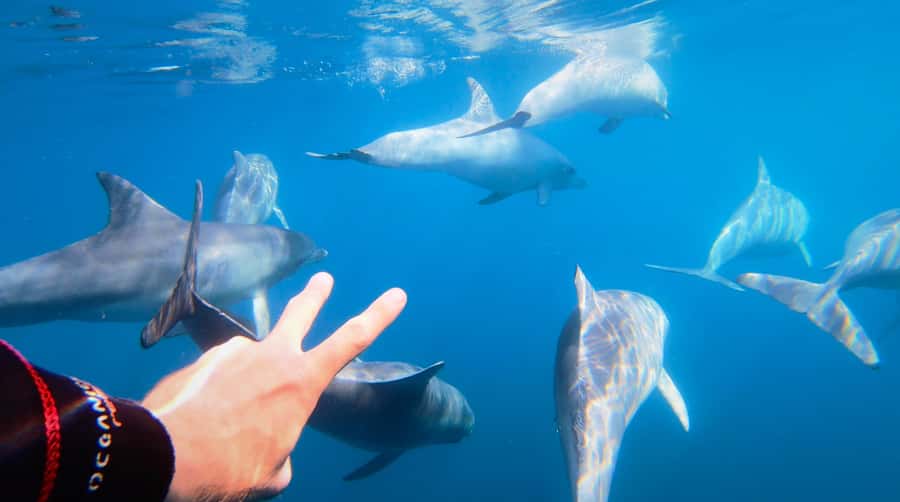 Adelaide: 4-Hour Swimming with Dolphins Experience - Searching for dolphins in their own home