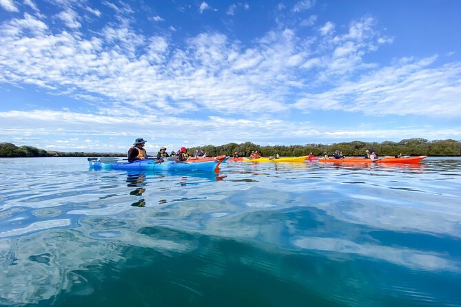 Adelaide Dolphin Sanctuary and Ships Graveyard Kayak Tour - Why Adelaide’s Port River makes a good kayak trip