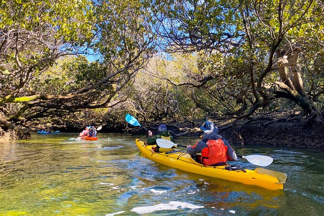 Adelaide Dolphin Sanctuary and Ships Graveyard Kayak Tour - The mangrove creeks are the quiet reward