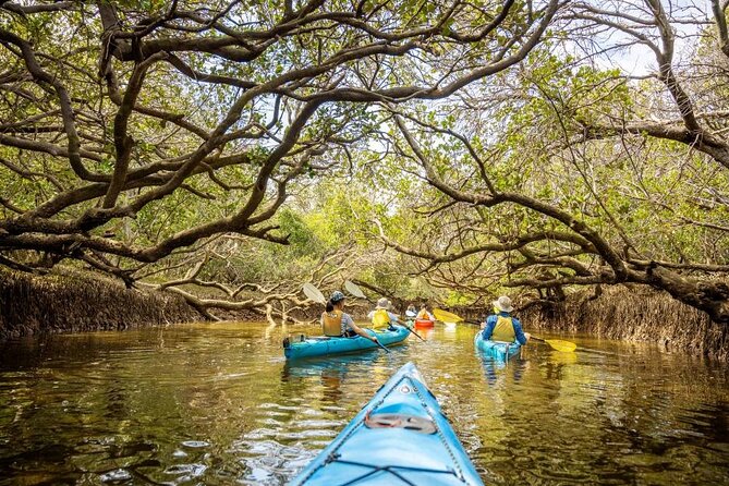 Adelaide Dolphin Sanctuary and Ships Graveyard Kayak Tour - What to bring and how to prepare