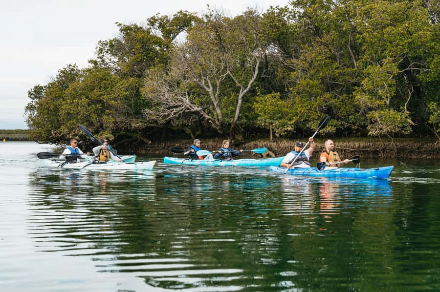 Adelaide: Dolphin Sanctuary Eco Kayaking Tour - The best parts of the three-hour paddle