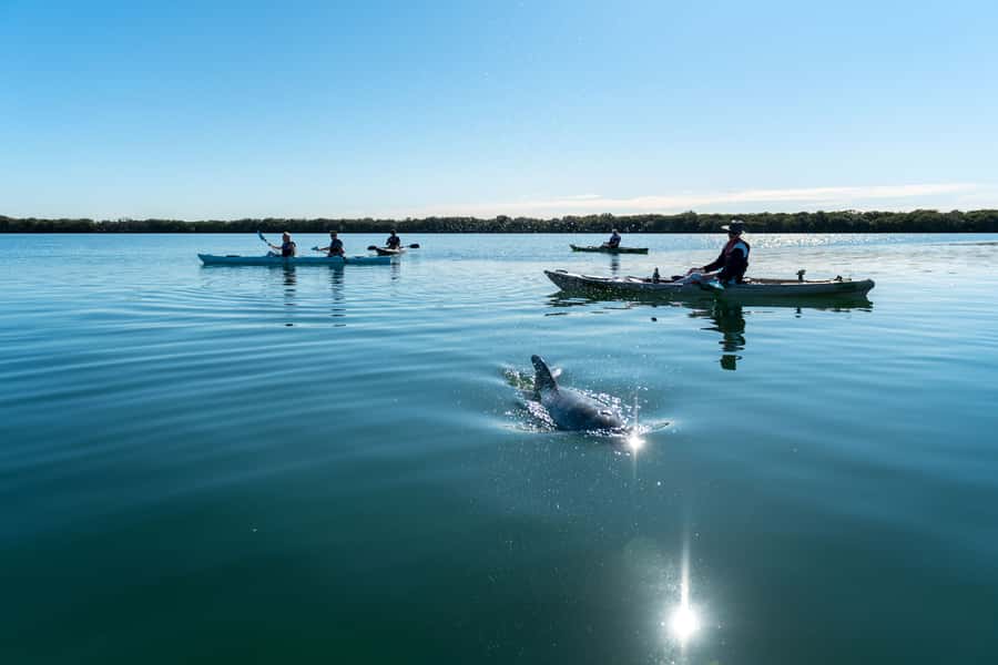 Adelaide: Dolphin Sanctuary Eco Kayaking Tour - The 15-minute briefing helps beginners
