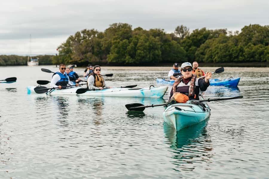 Adelaide: Dolphin Sanctuary Eco Kayaking Tour - Through the mangroves and tidal creeks