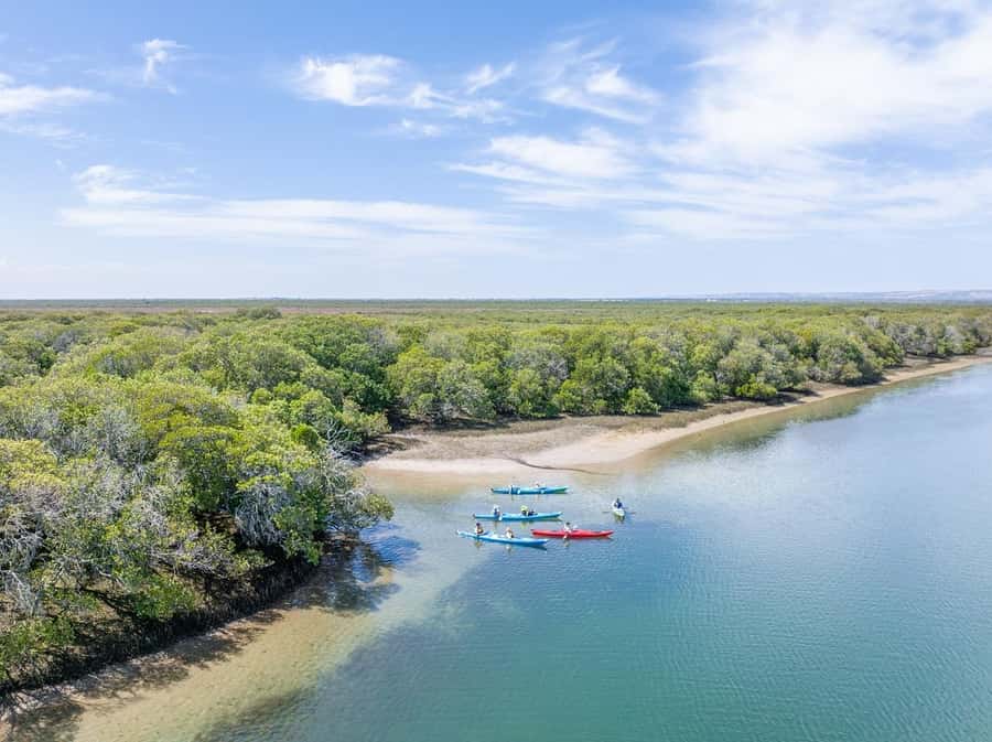 Adelaide: Dolphin Sanctuary Mangroves Kayak Tour - Key points to know before you book