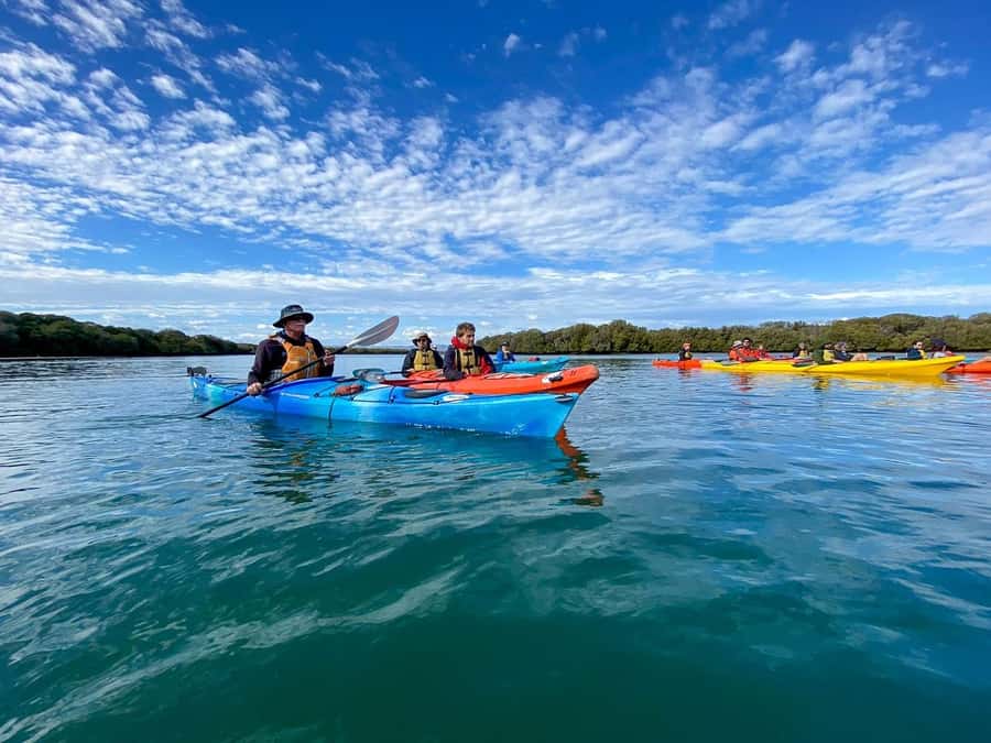 Adelaide: Dolphin Sanctuary Mangroves Kayak Tour - Why the mangroves matter more than the dolphin count
