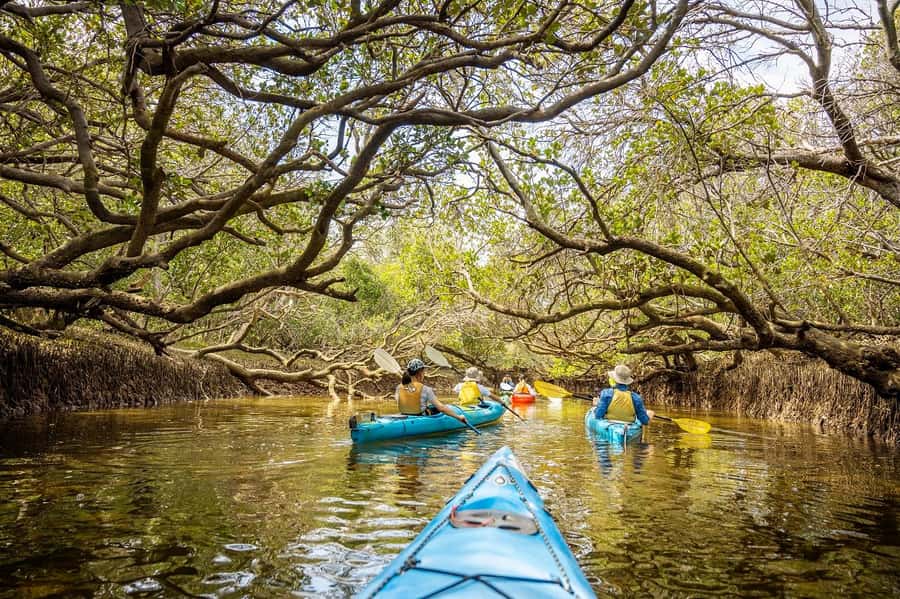 Adelaide: Dolphin Sanctuary Mangroves Kayak Tour - The first ten minutes: safety, equipment, and a basic lesson
