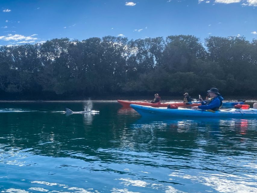 Adelaide: Dolphin Sanctuary Mangroves Kayak Tour - Paddling into Adelaide’s mangrove creeks