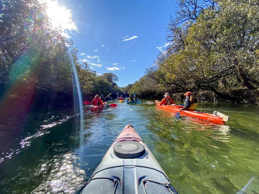 Adelaide: Dolphin Sanctuary Mangroves Kayak Tour - Searching for dolphins without chasing them