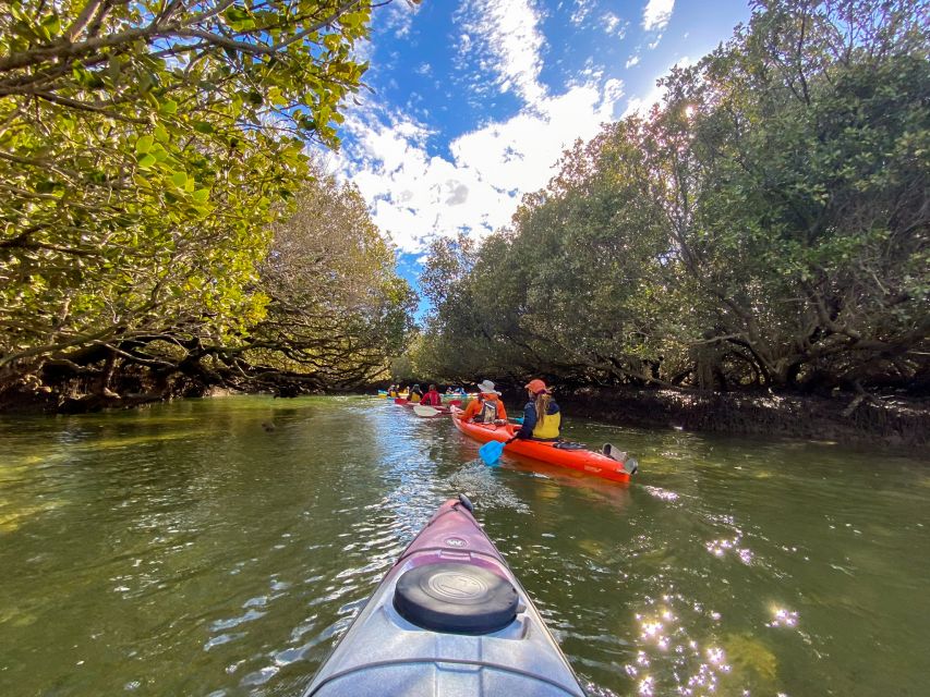 Adelaide: Dolphin Sanctuary Mangroves Kayak Tour - Wildlife beyond the dolphins