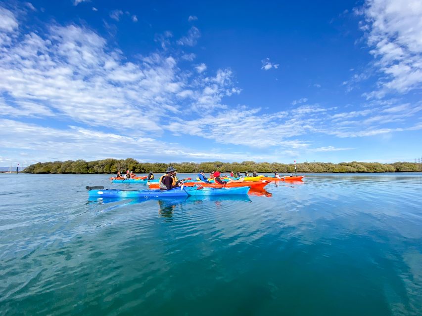 Adelaide: Dolphin Sanctuary Mangroves Kayak Tour - How the tour suits families and first-time kayakers
