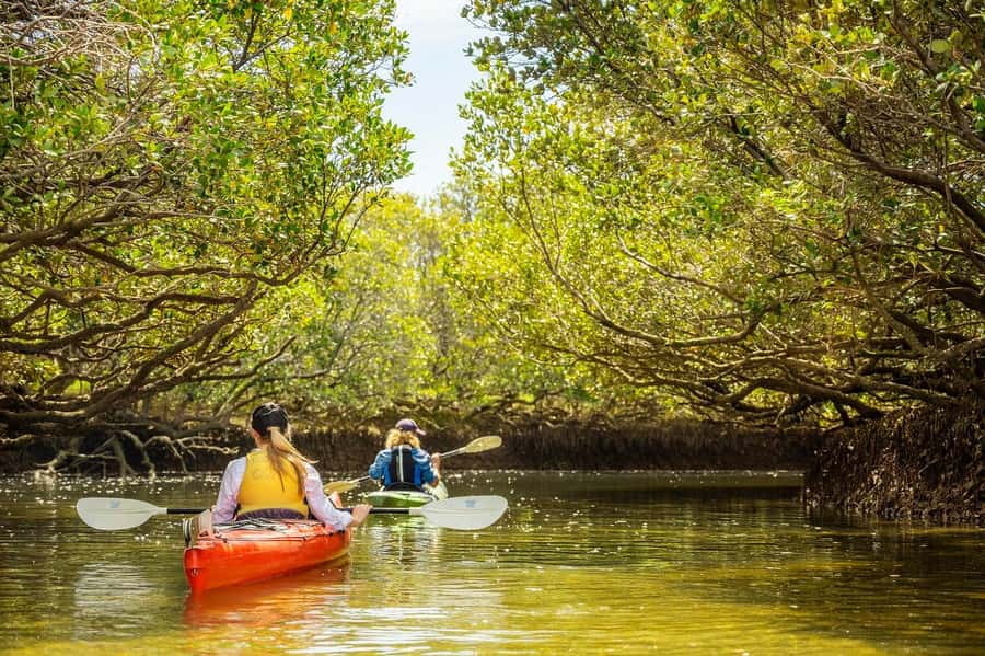 Adelaide: Dolphin Sanctuary Mangroves Kayak Tour - What to wear and pack for 90 minutes outside