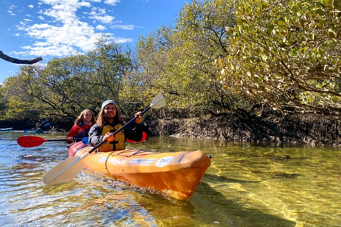 Adelaide Dolphin Sanctuary Mangroves Kayaking Tour - Key points before you book