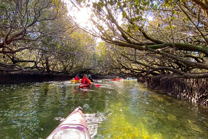 Adelaide Dolphin Sanctuary Mangroves Kayaking Tour - Why the Adelaide Dolphin Sanctuary works so well by kayak