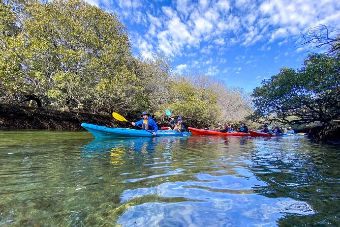 Adelaide Dolphin Sanctuary Mangroves Kayaking Tour - Looking for Port River dolphins